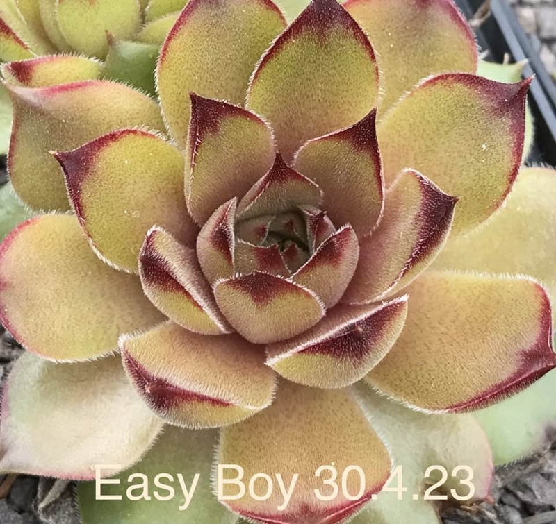 Easy Boy