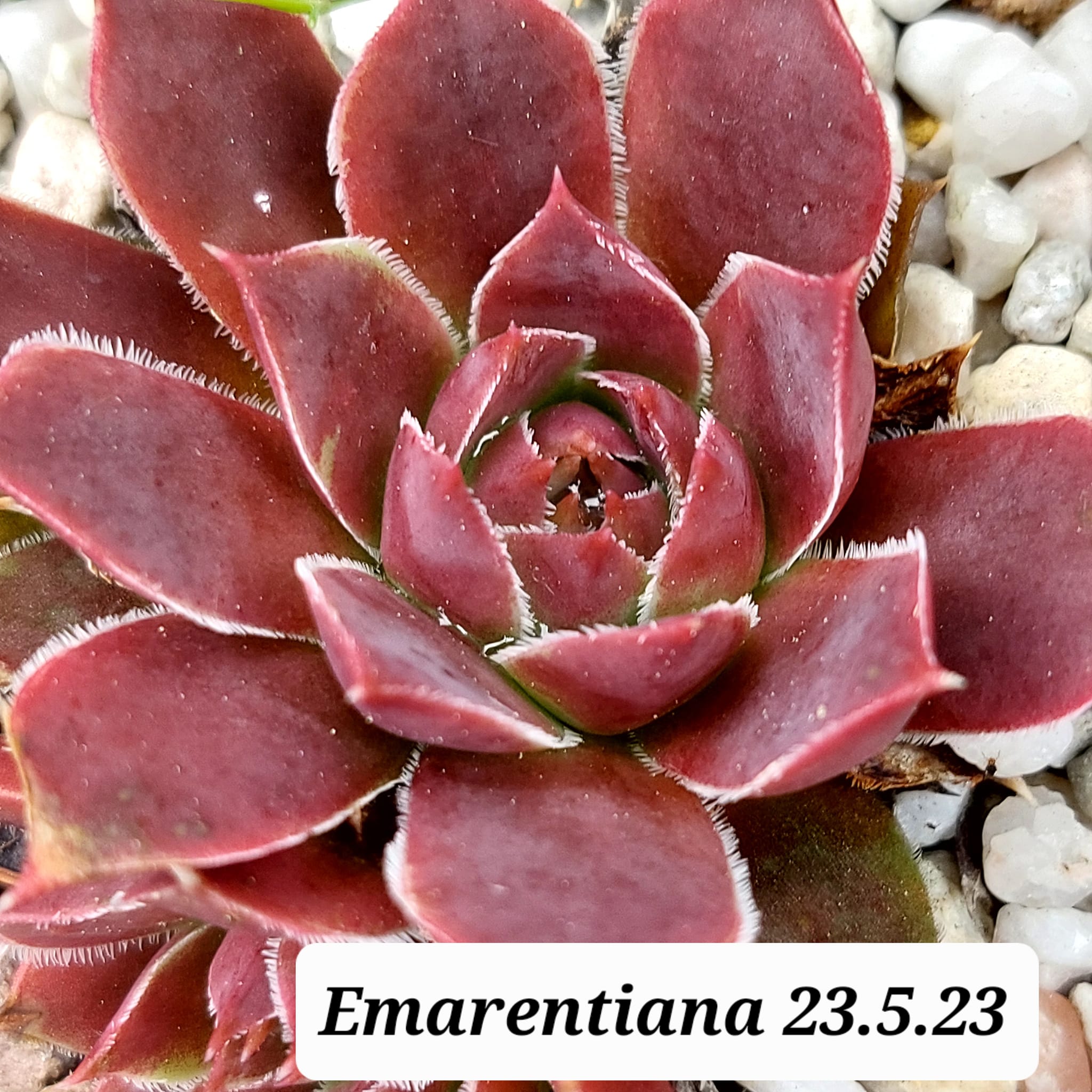 Emarentiana / Jovi