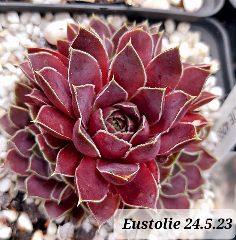 Eustolie / Jovi