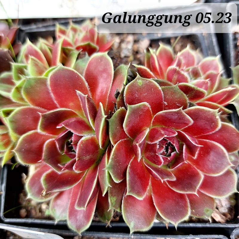 Galunggung / Jovi