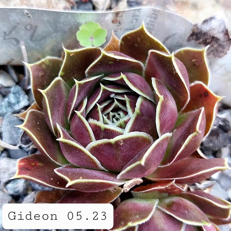 Gideon / Jovi
