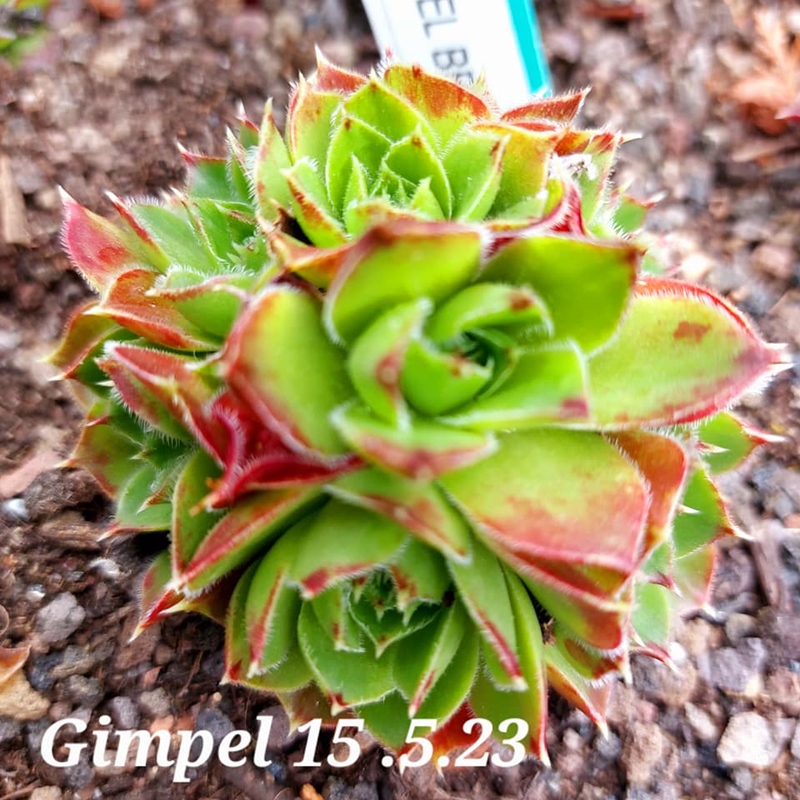 Gimpel / Jovi