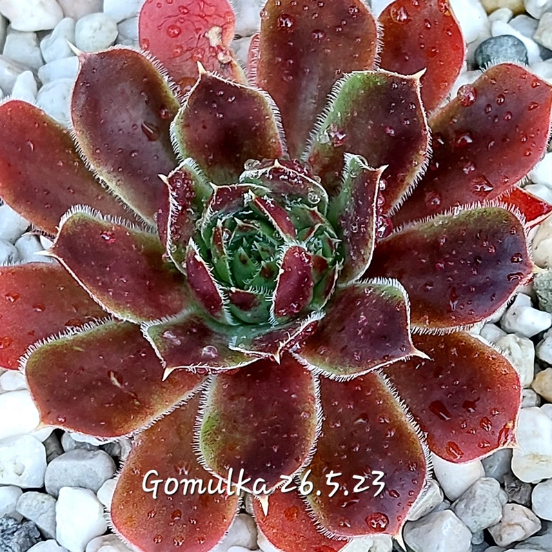 Gomulka / Jovi