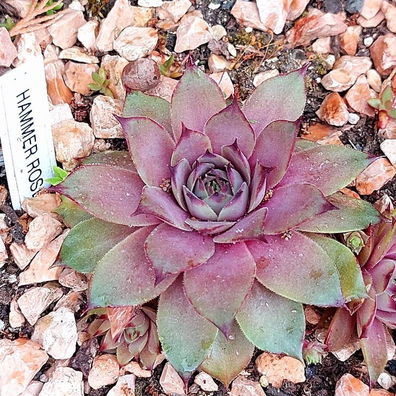 Hammer Rose