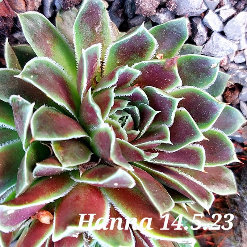 Hanna / Jovi