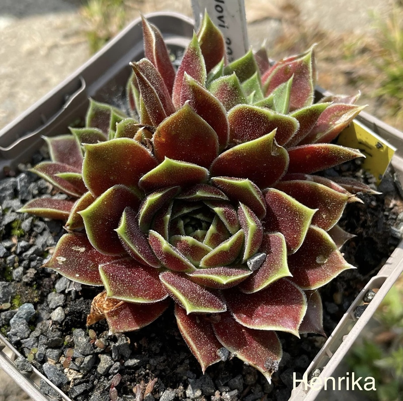 Henrika / Jovi
