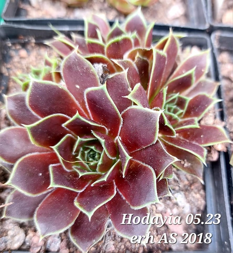 Hodayia / Jovi