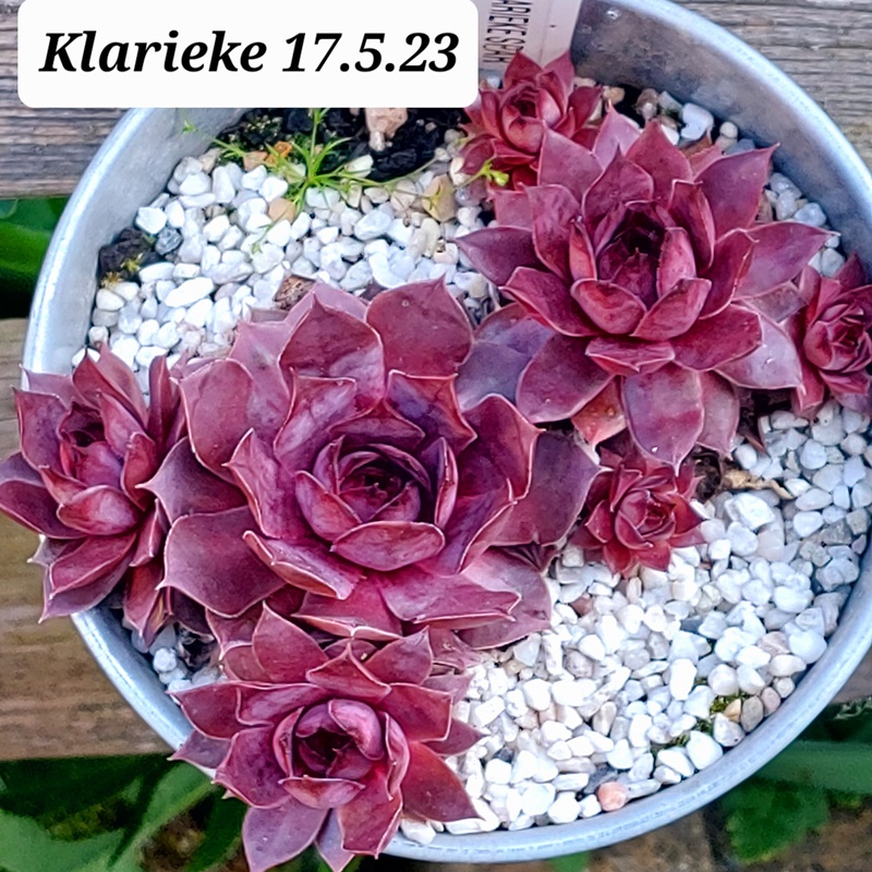 Klarieke