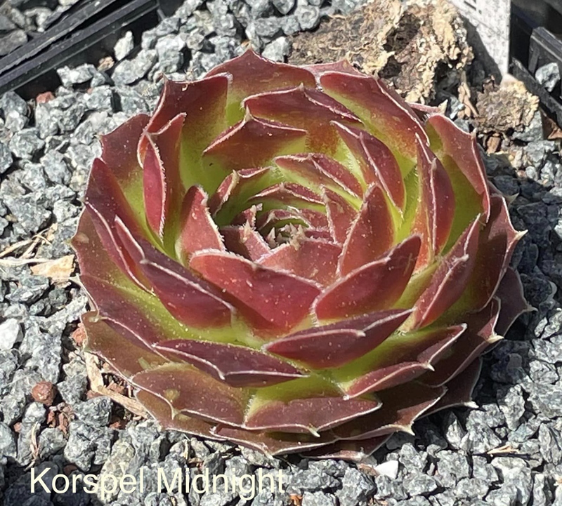 Korspel Midnight / Jovi