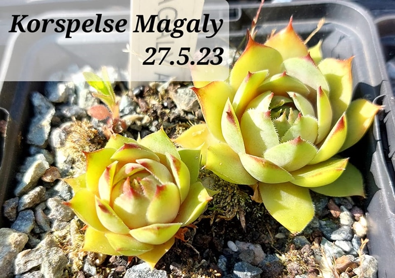 Korspelse Magaly