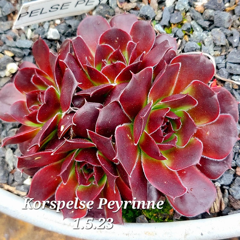 Korspelse Peyrinne / Jovi