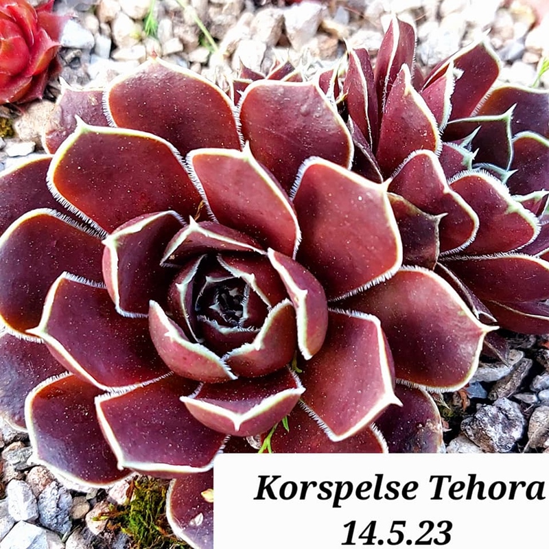 Korspelse Tehora / Jovi