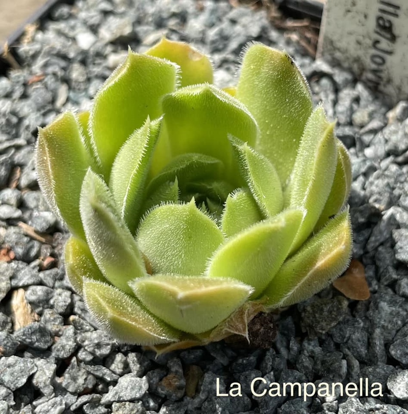 La Campanella / Jovi