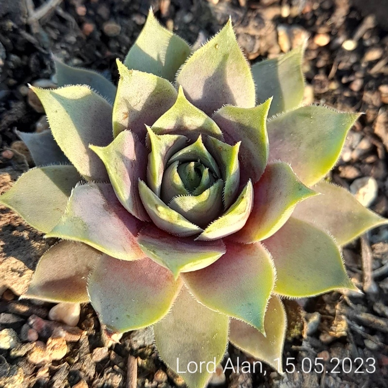 Lord Alan