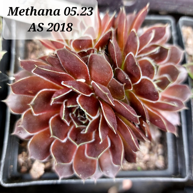 Methana / Jovi