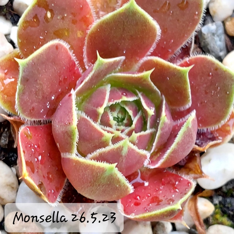 Monsella / Jovi