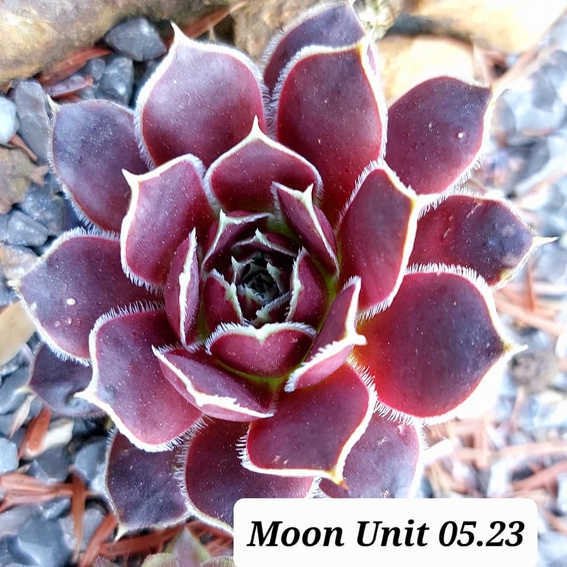 Moon Unit / Jovi