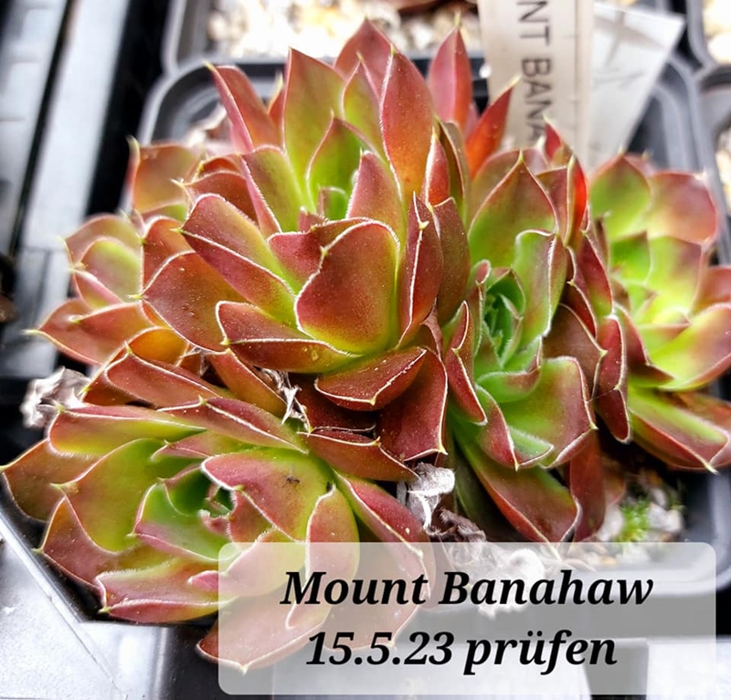 Mount Banahaw / Jovi