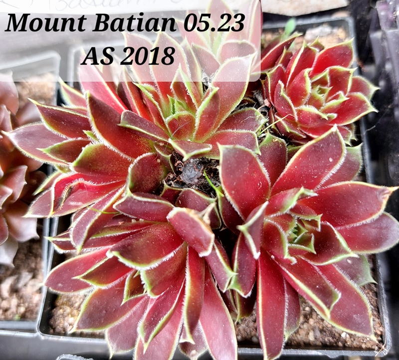 Mount Batian / Jovi
