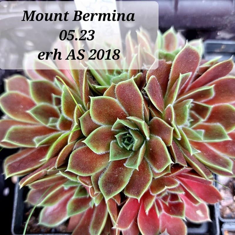 Mount Bermina / Jovi