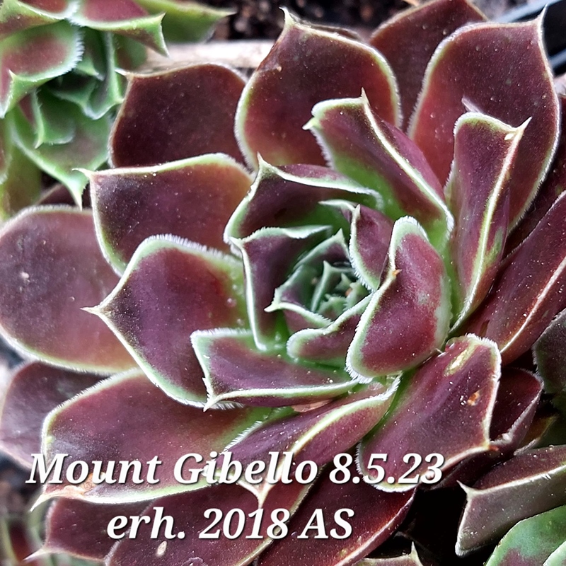 Mount Gibello / Jovi