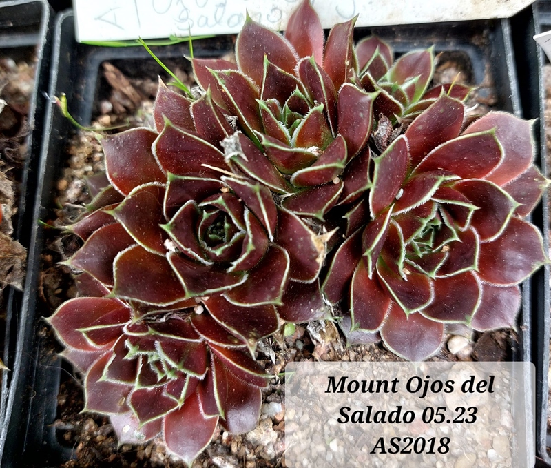 Mount Ojos del Salado / Jovi
