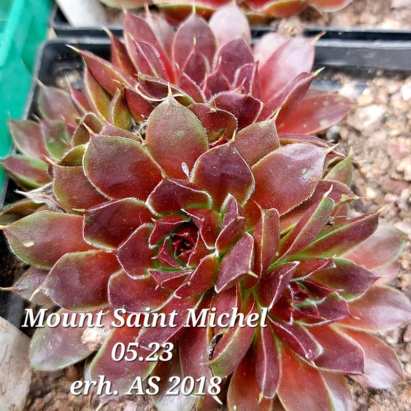 Mount Saint Michel / Jovi