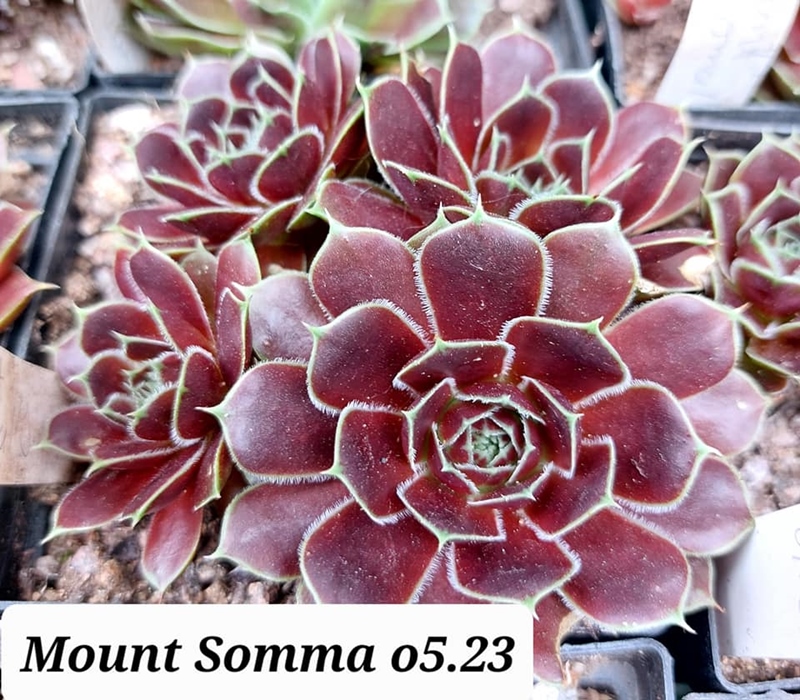 Mount Somma / Jovi