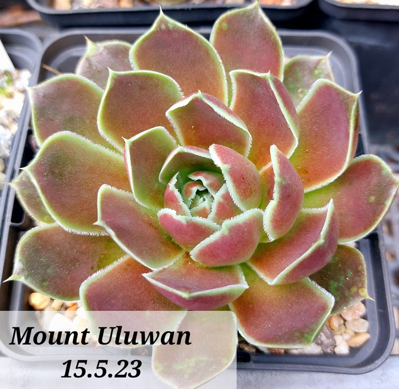 Mount Uluwan / Jovi