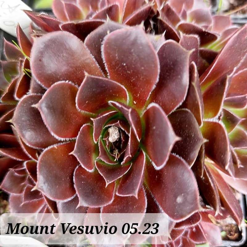 Mount Vesuvio / Jovi