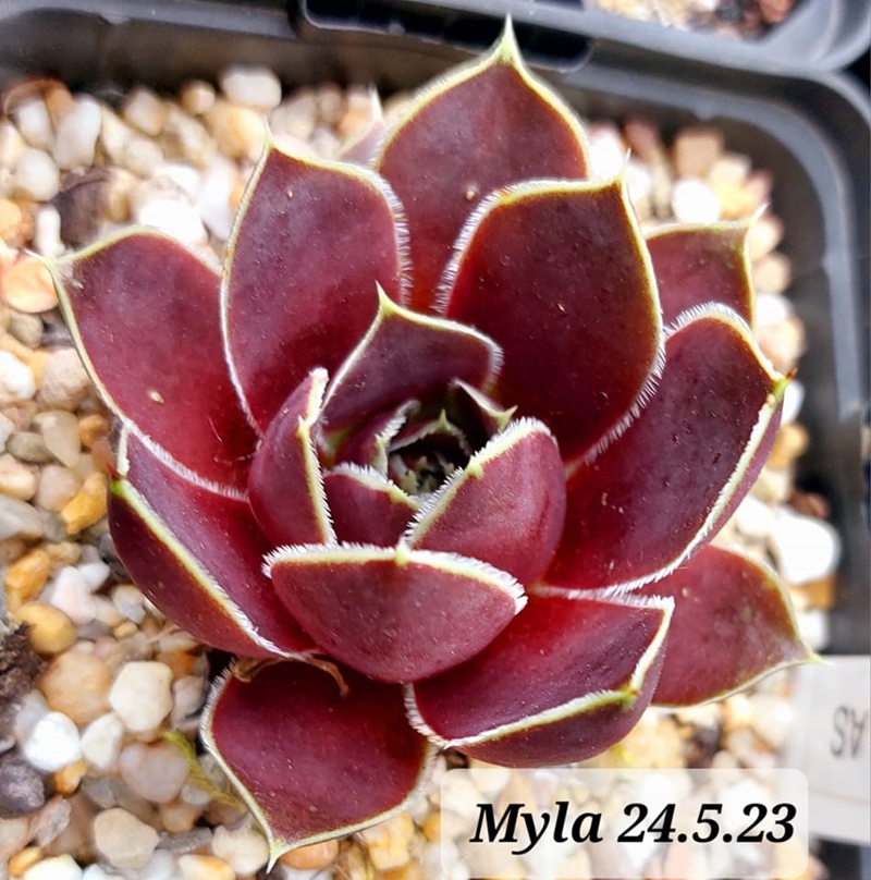 Myla / Jovi