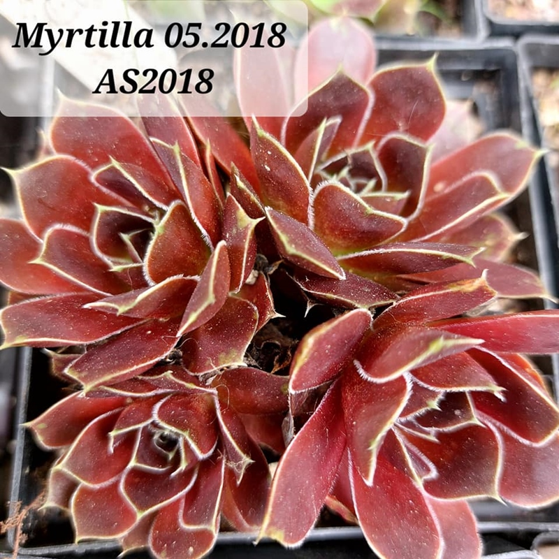 Myrtilla / Jovi