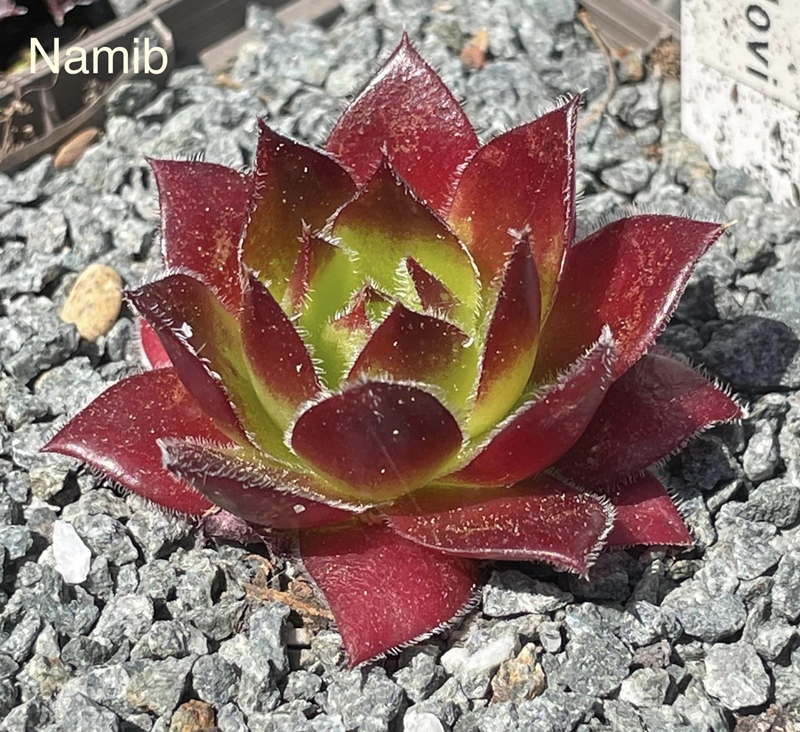 Namib/ Jovi