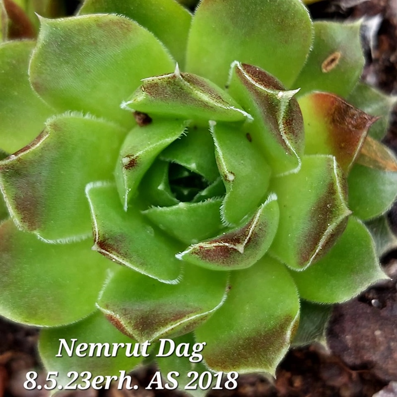 Nemrut Dagi / Jovi