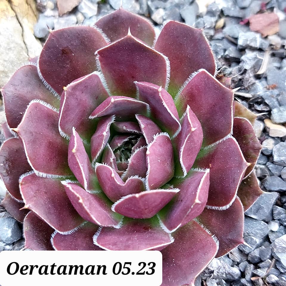 Oerataman / Jovi