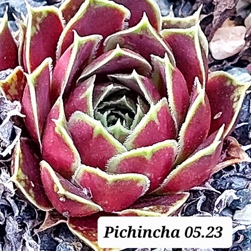 Pichincha / Jovi