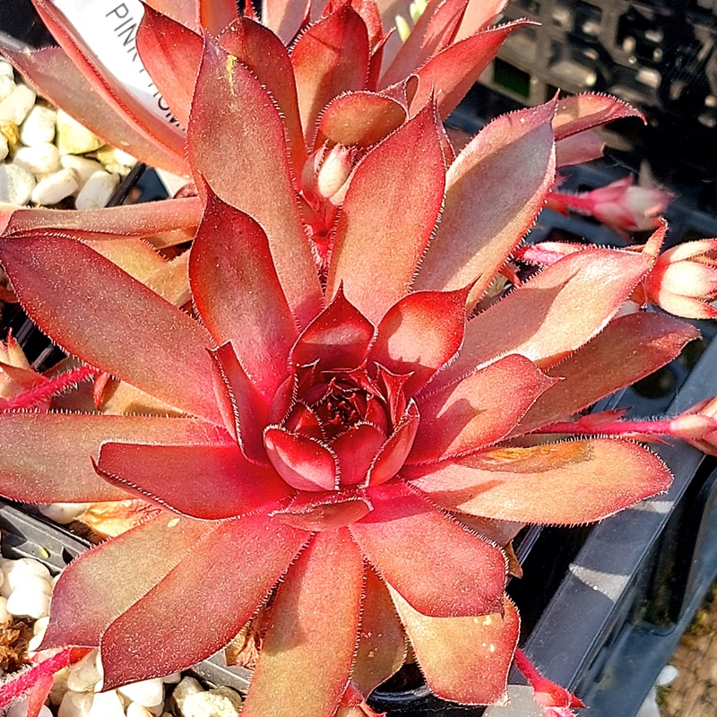 Pink Promenade