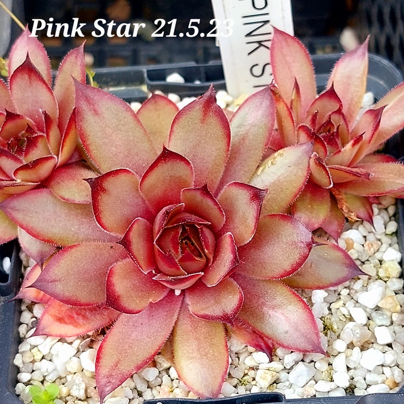 Pink Star