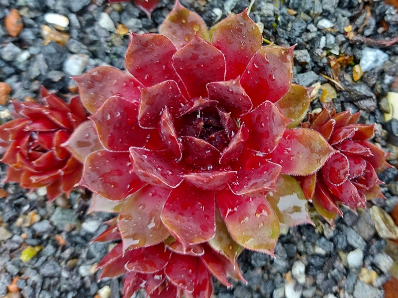 Pretty