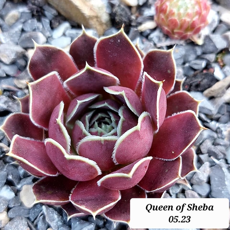 Queen of Sheba / Jovi