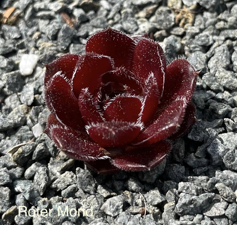 Roter Mond / Jovi