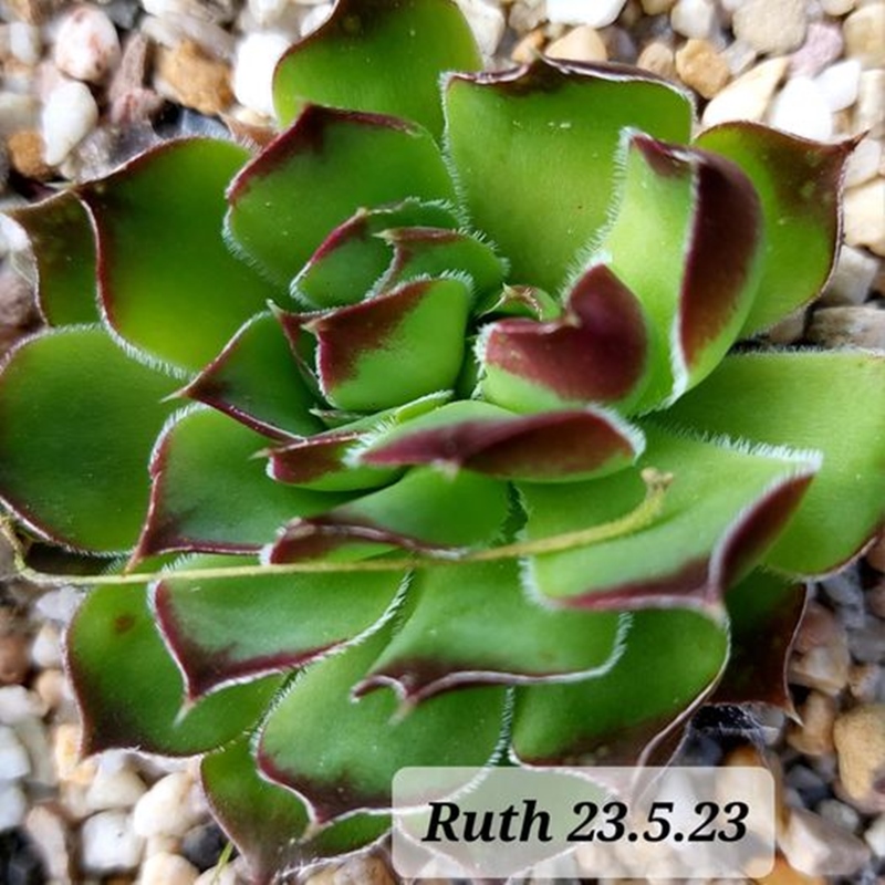 Ruth / Jovi