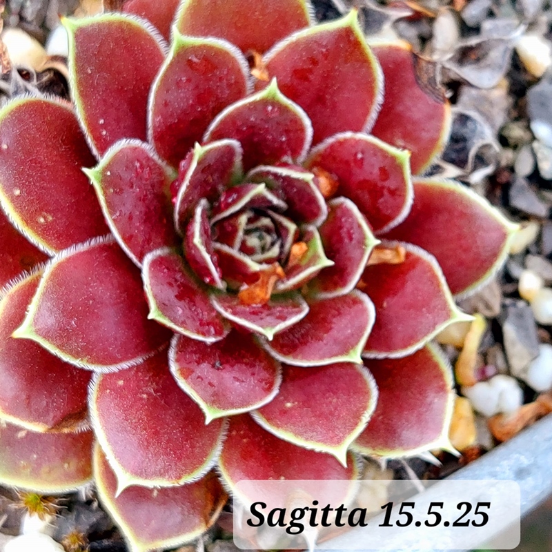 Sagitta / Jovi