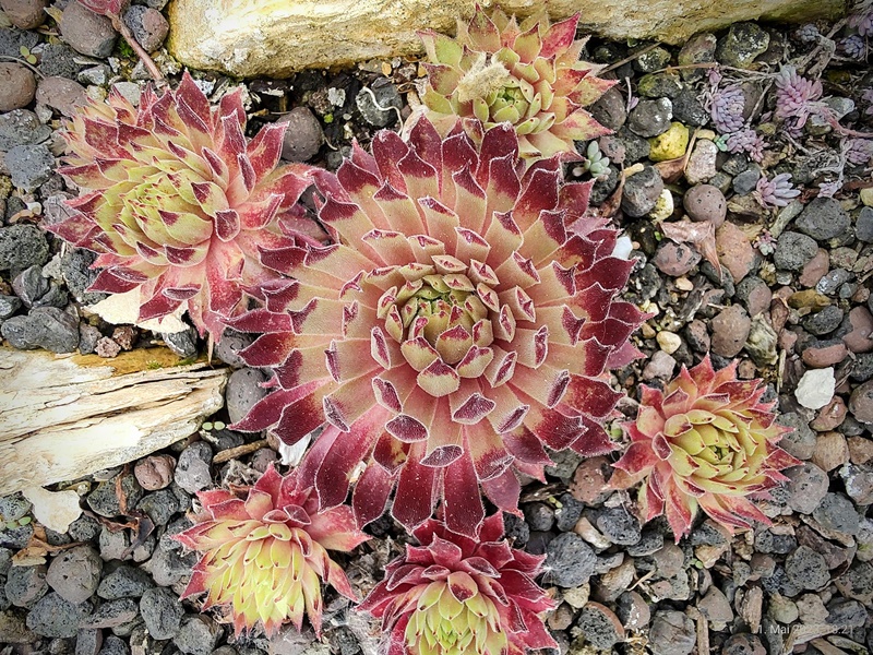 Sonnenstrahl