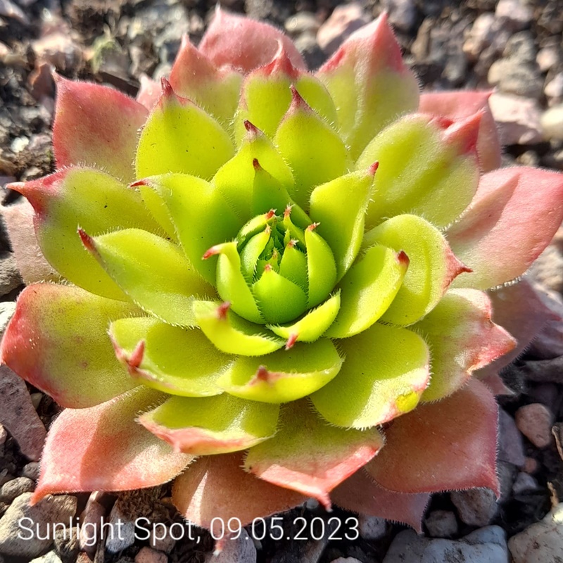 Sunlight Spot