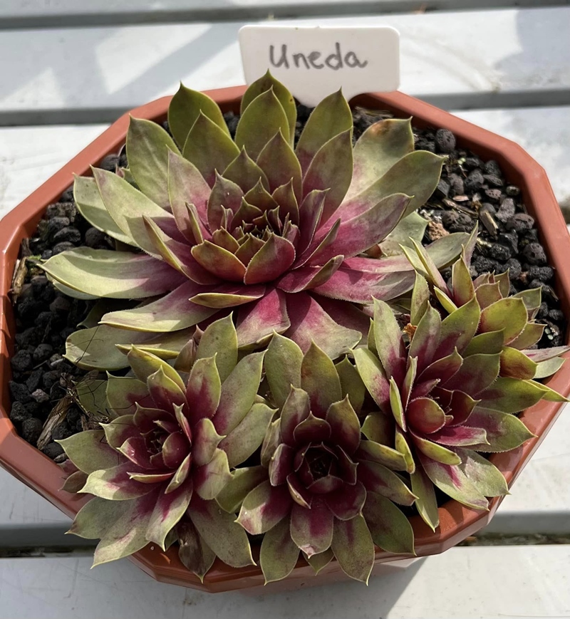 Uneda