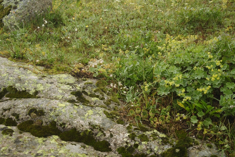 sp. from Yukari Kavrun, 1,5km S