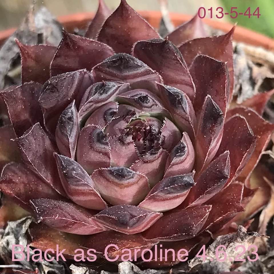 Black as Caroline