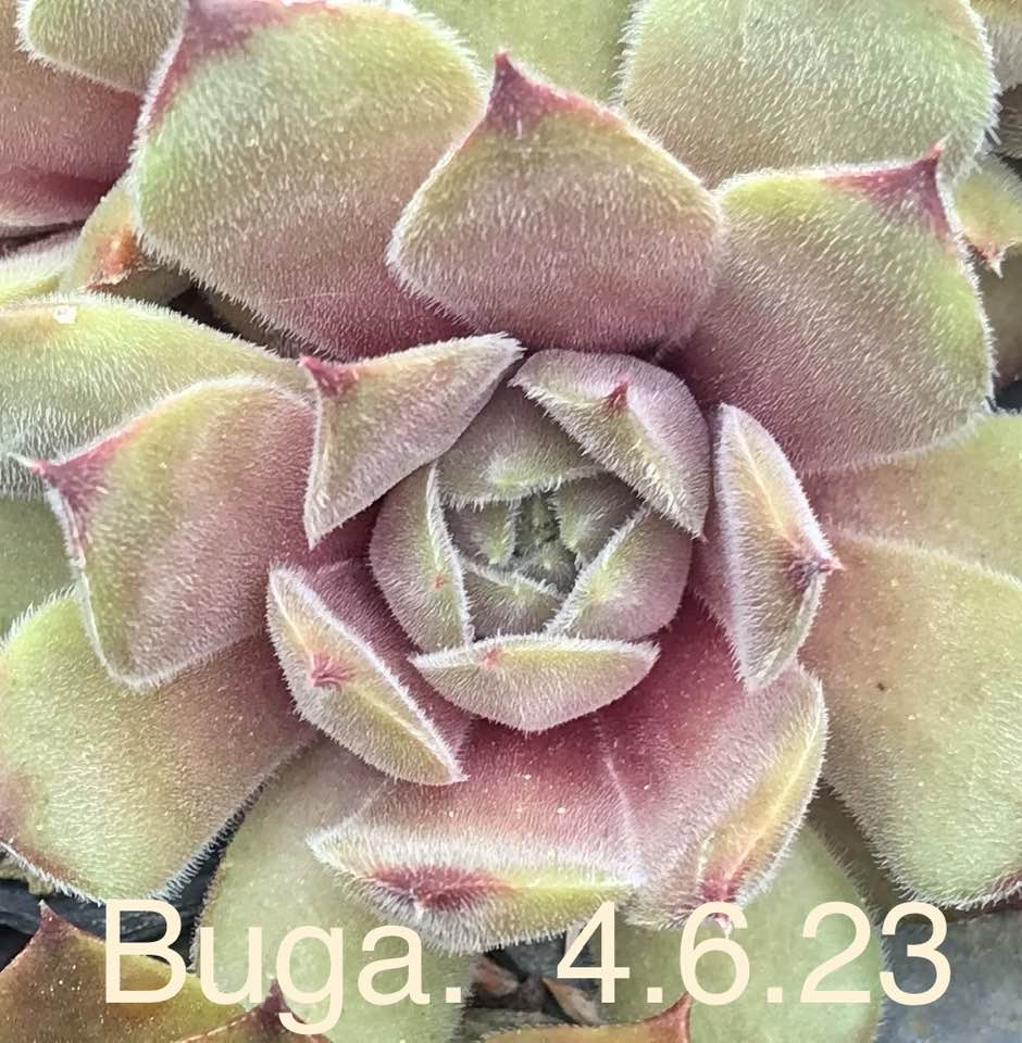 Buga