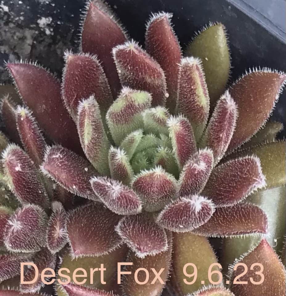 Desert Fox